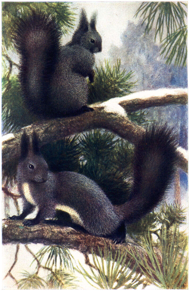 Image of Eurasian red squirrel