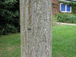 Image of Grey-budded snake-bark-maple