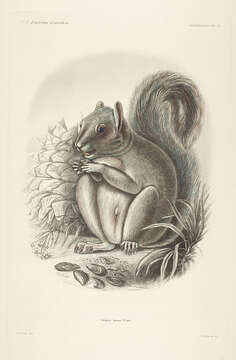 Image of Sciurus subgen. Hesperosciurus Nelson 1899