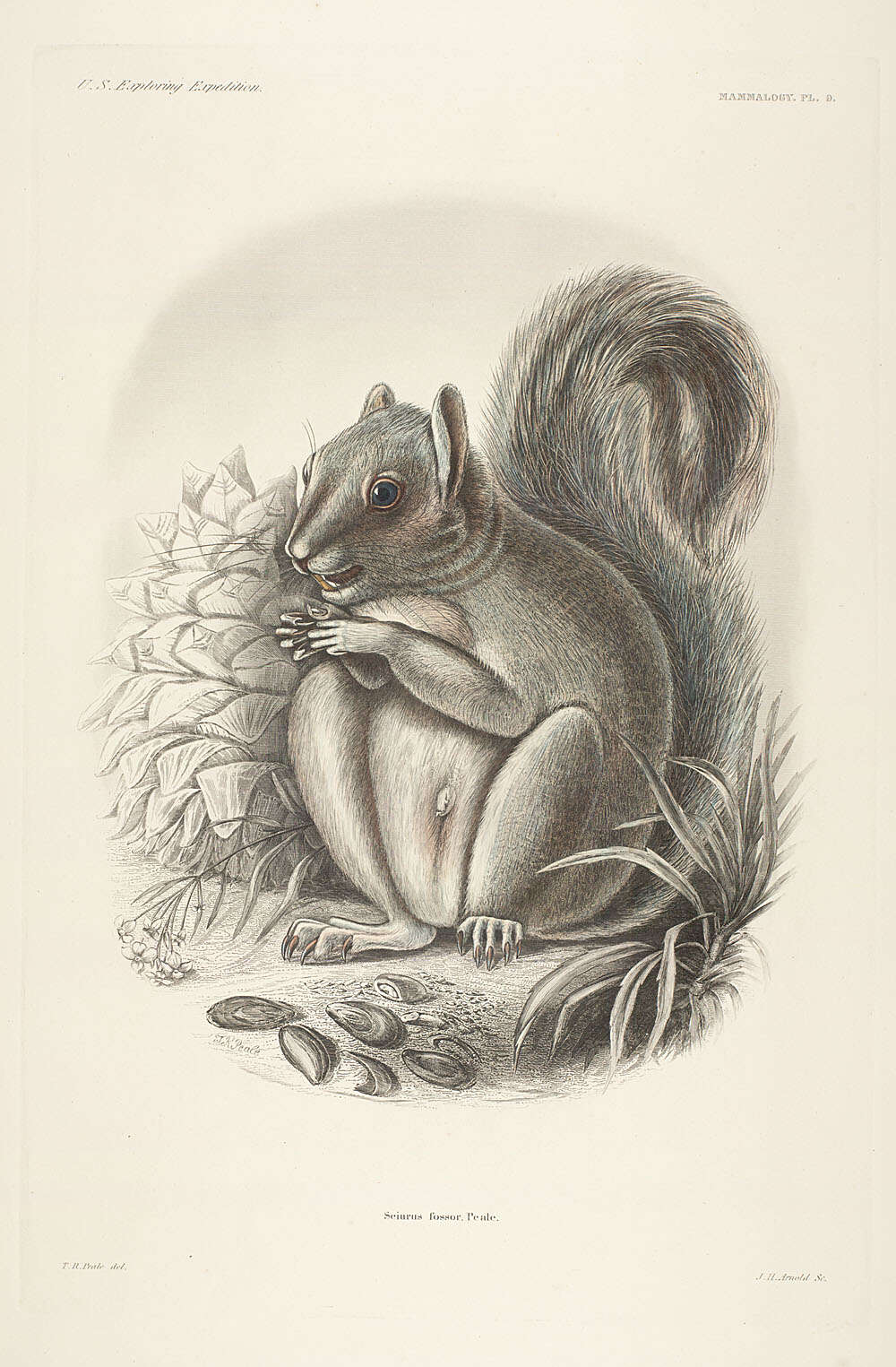 Image de Sciurus subgen. Hesperosciurus Nelson 1899