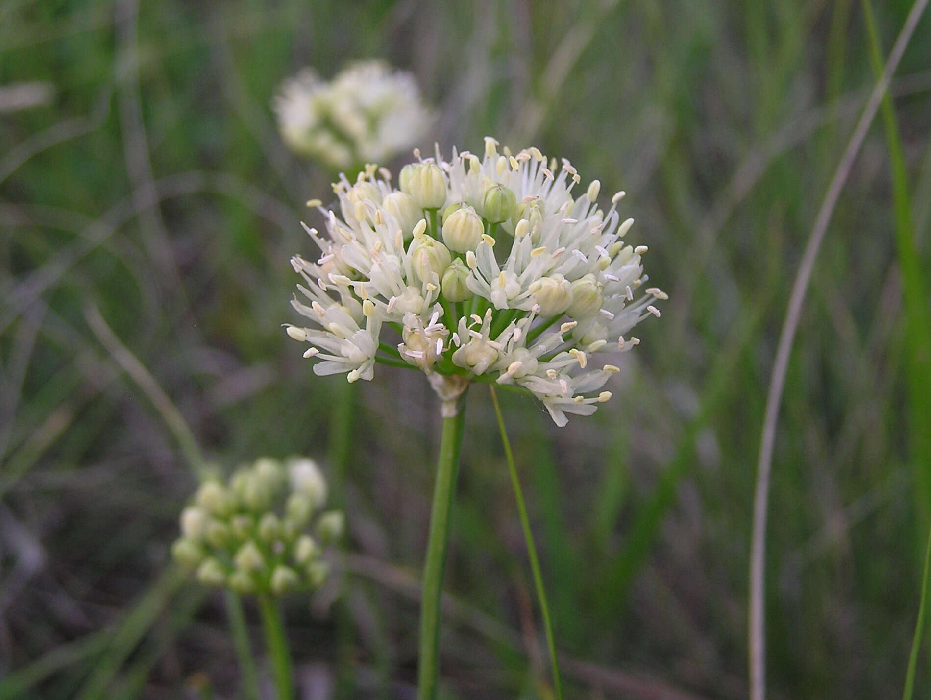 Image of Allium flavescens Besser