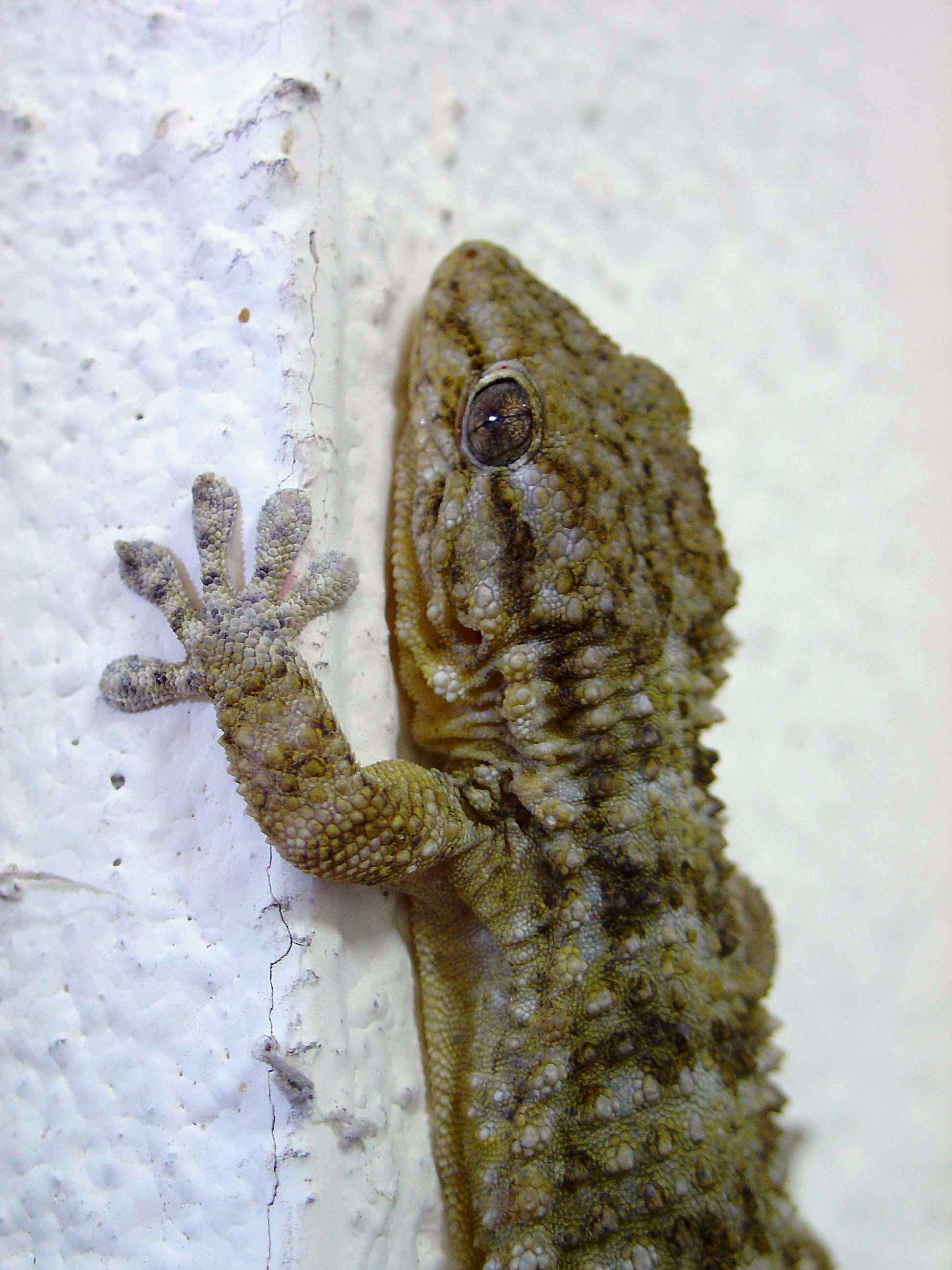 Image of Common Wall Gecko