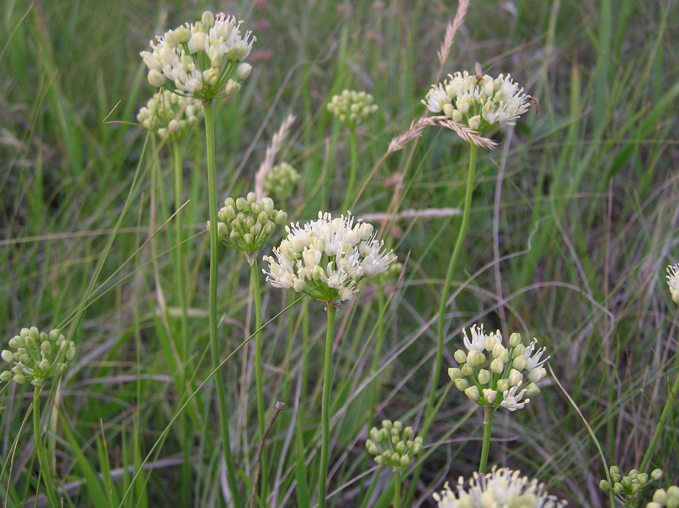 Image of Allium flavescens Besser