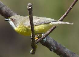 Image of White-throated Gerygone