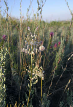 Imagem de Allium paniculatum L.