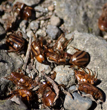 صورة Cyclocephala complanata Burmeister 1847