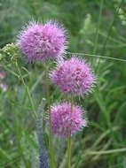 Image of Allium saxatile M. Bieb.