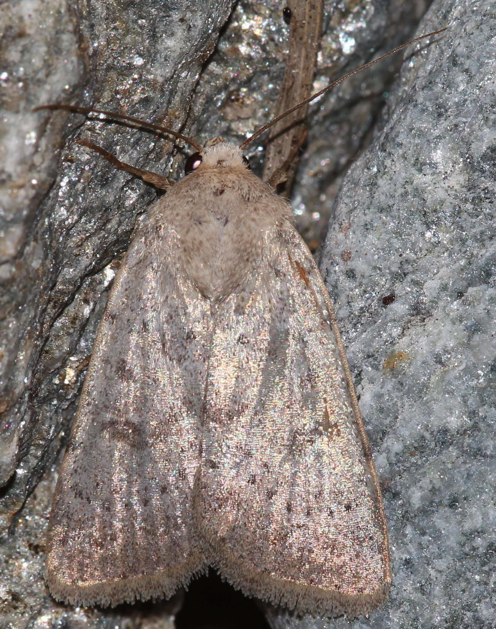 Image of Hoplodrina respersa Schiffermüller 1776