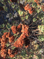 Imagem de Eriogonum arborescens Greene