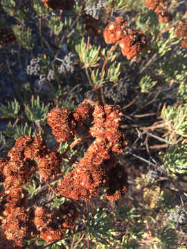 Imagem de Eriogonum arborescens Greene