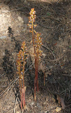 Image of Spotted coralroot