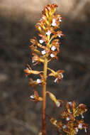 Image of Spotted coralroot