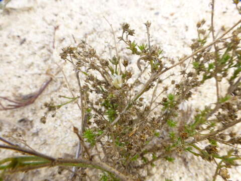 Wahlenbergia adpressa (L. fil.) Sond. resmi