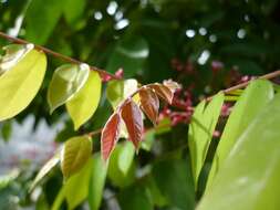 Plancia ëd Averrhoa carambola L.