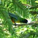 Image of Masked Shining Parrot