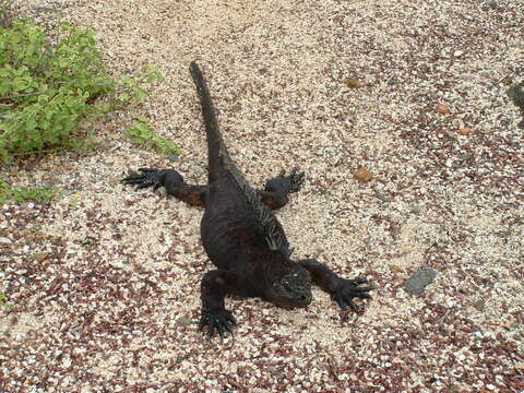 Image of marine iguana