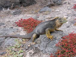 Image of Galapagos Land Iguana