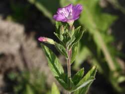Слика од Epilobium hirsutum L.