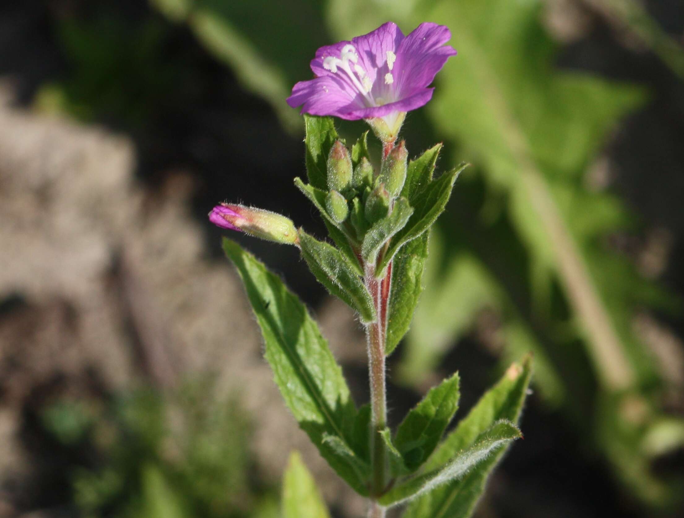 Слика од Epilobium hirsutum L.
