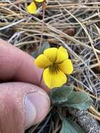 Image of goosefoot violet