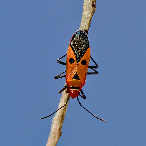 Image of <i>Dysdercus cingulatus</i>