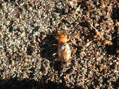 Nebria (Reductonebria) diversa Le Conte 1863的圖片