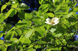 Image of Pacific dogwood