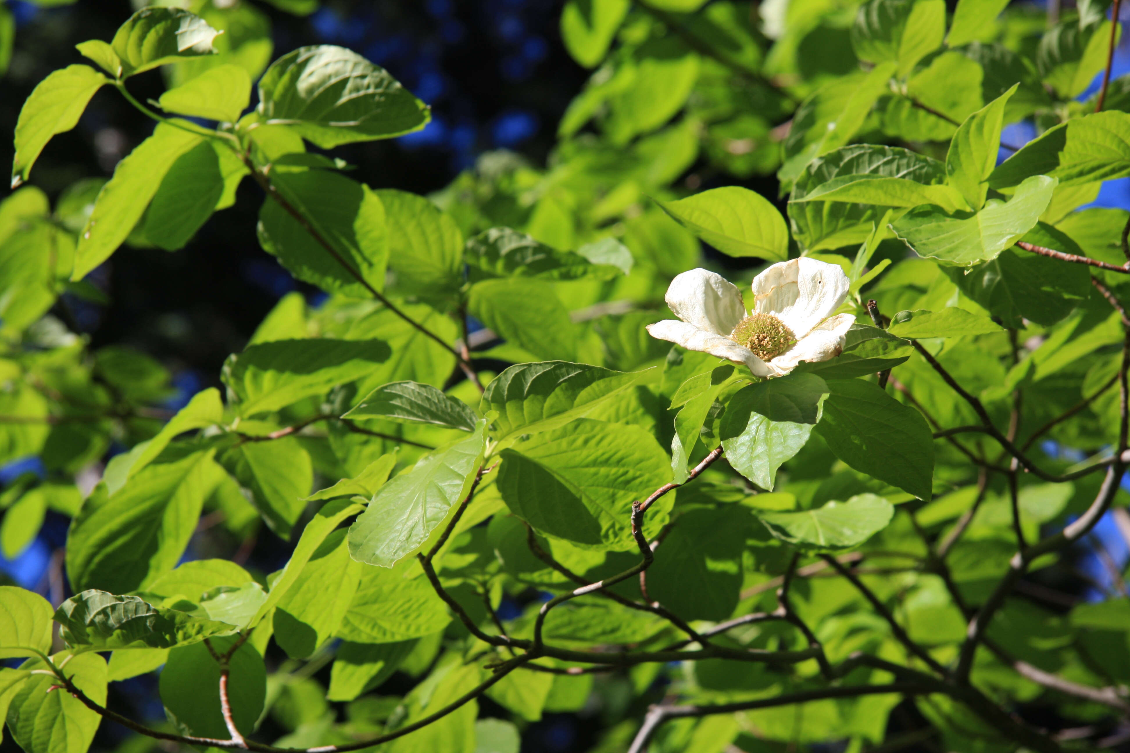 Image of Pacific dogwood