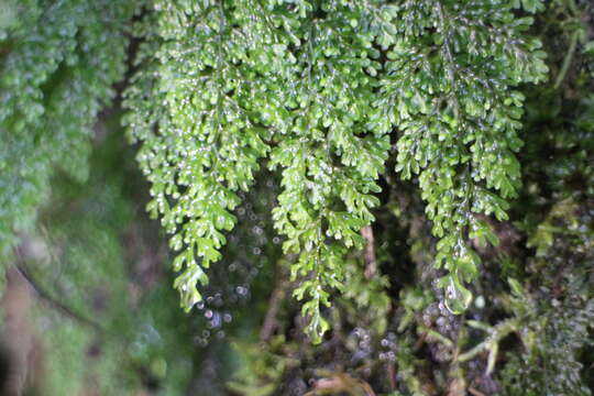 Image of Hymenophyllum inaequale (Poir.) Desv.