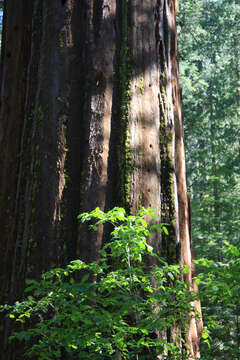 Image of giant sequoia