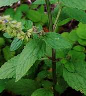 Image of Salvia plebeia R. Br.