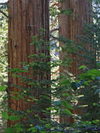 Image of giant sequoia