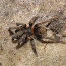 Image of Plesiopelma longisternale (Schiapelli & Gerschman 1942)