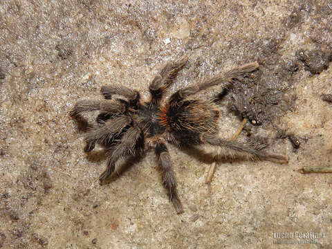 Image of Plesiopelma