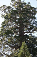 Sequoiadendron resmi