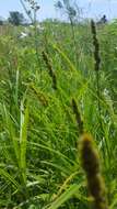 Image of Brown fox sedge