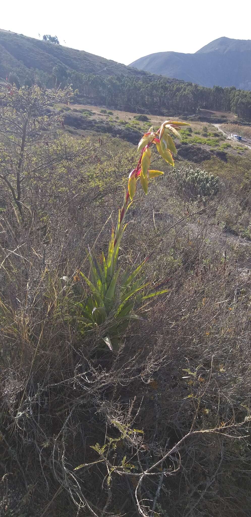 Image of Tillandsia lajensis André