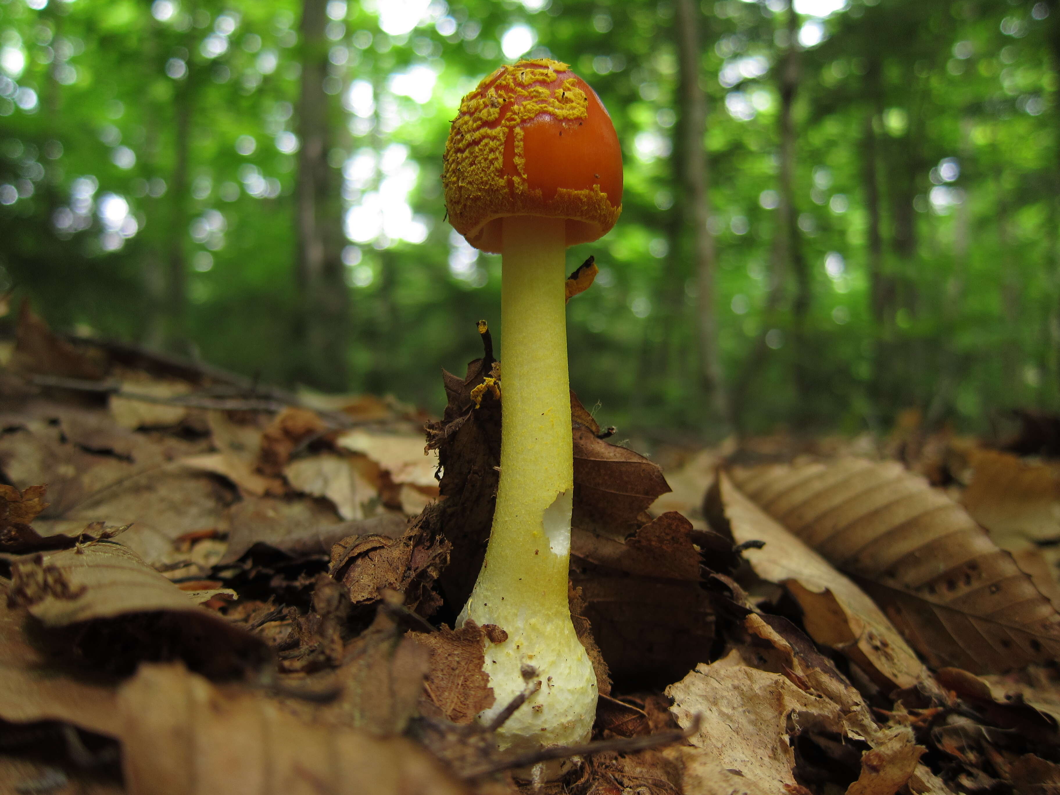 Image of Amanita flavoconia G. F. Atk. 1902