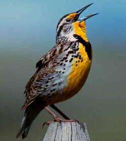 Image of Western Meadowlark