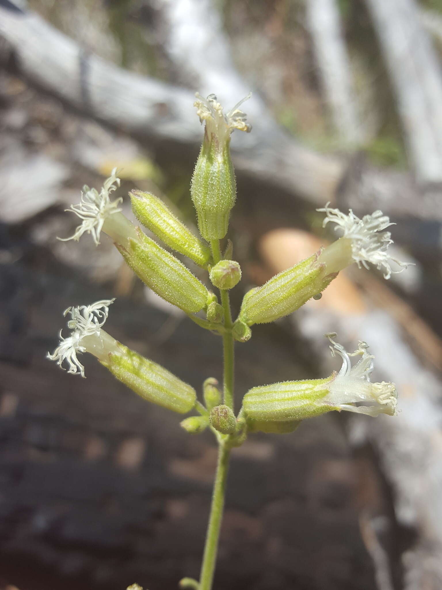 Слика од Silene oregana S. Wats.