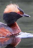 Image of Podiceps Latham 1787