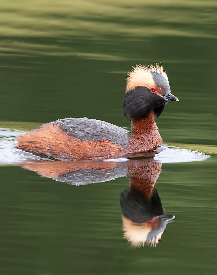 Image of grebes