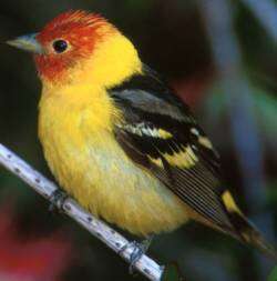 Image of Western Tanager