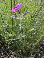 Sivun Phlox pilosa subsp. longipilosa (Waterf.) Locklear kuva