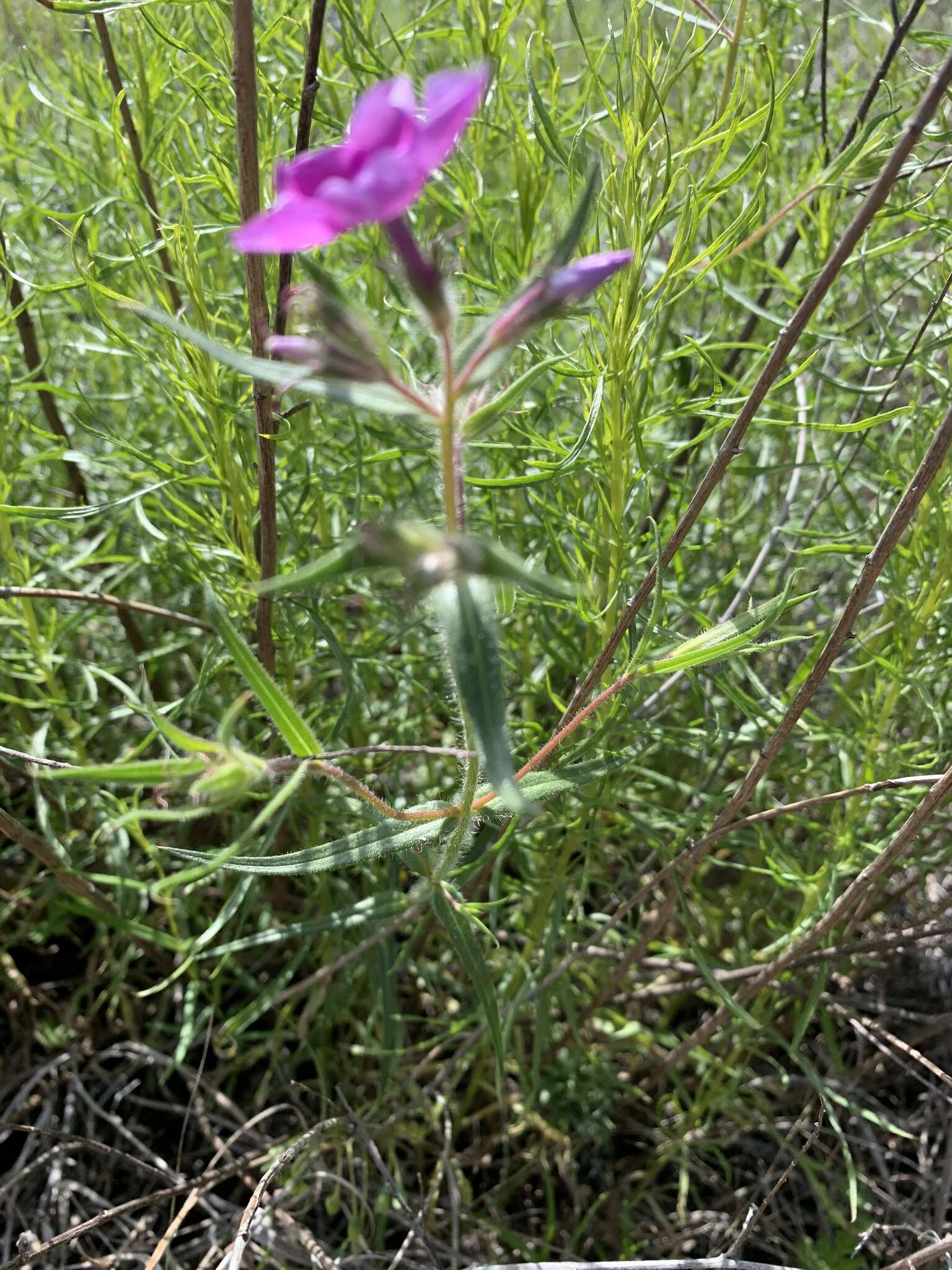 Sivun Phlox pilosa subsp. longipilosa (Waterf.) Locklear kuva