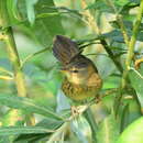 Image of Pallas's Grasshopper Warbler