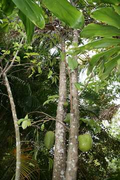 Image de Annona muricata L.