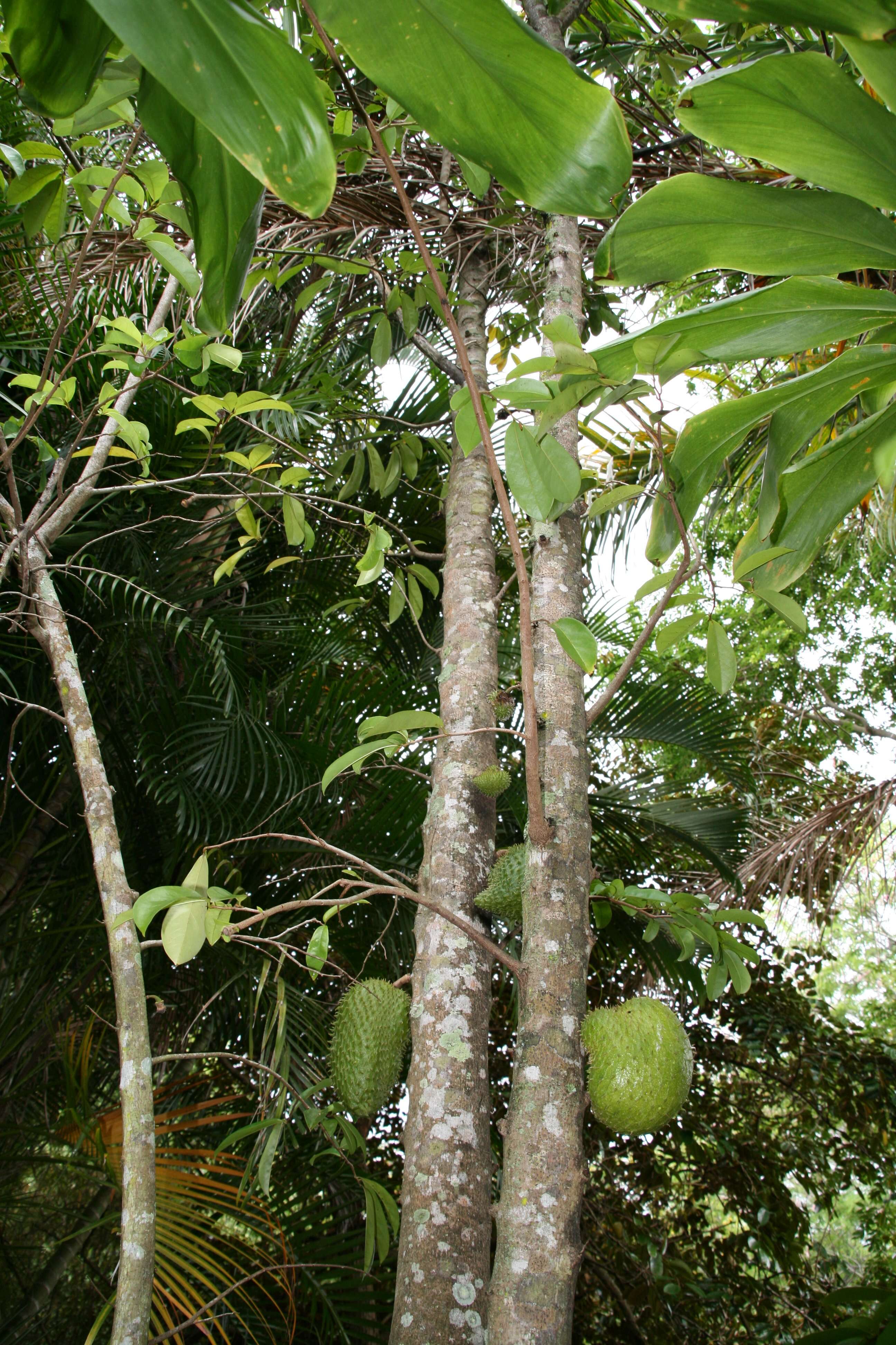 Image of soursop