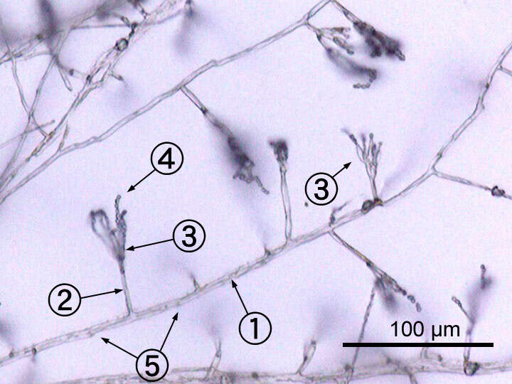 Image of Penicillium