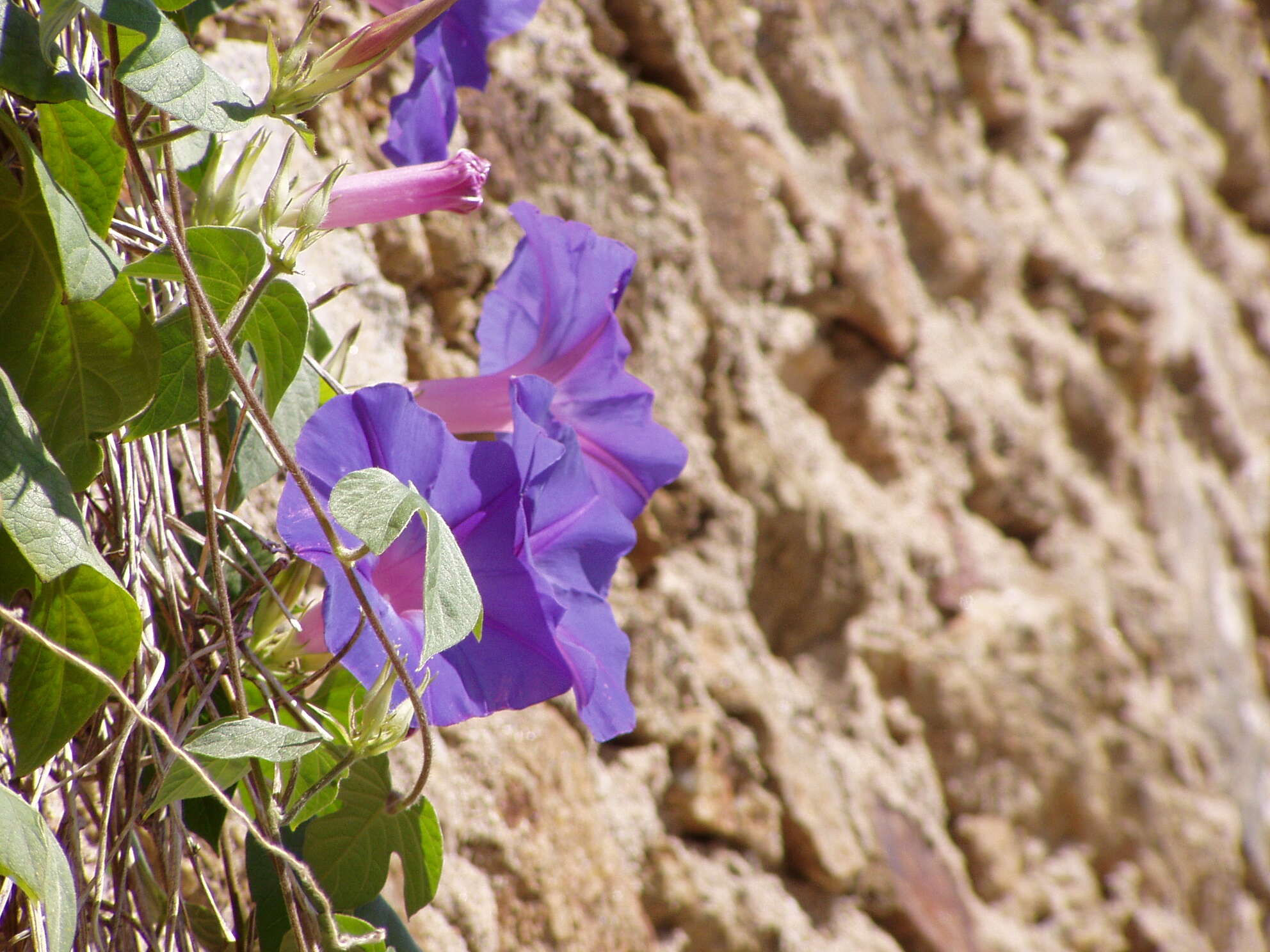 Sivun Ipomoea indica (J. Burman) Merr. kuva